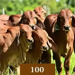 100 cows