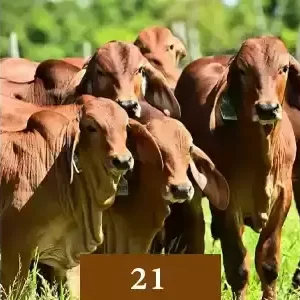 21cows